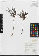 Foto von Salix repens L.